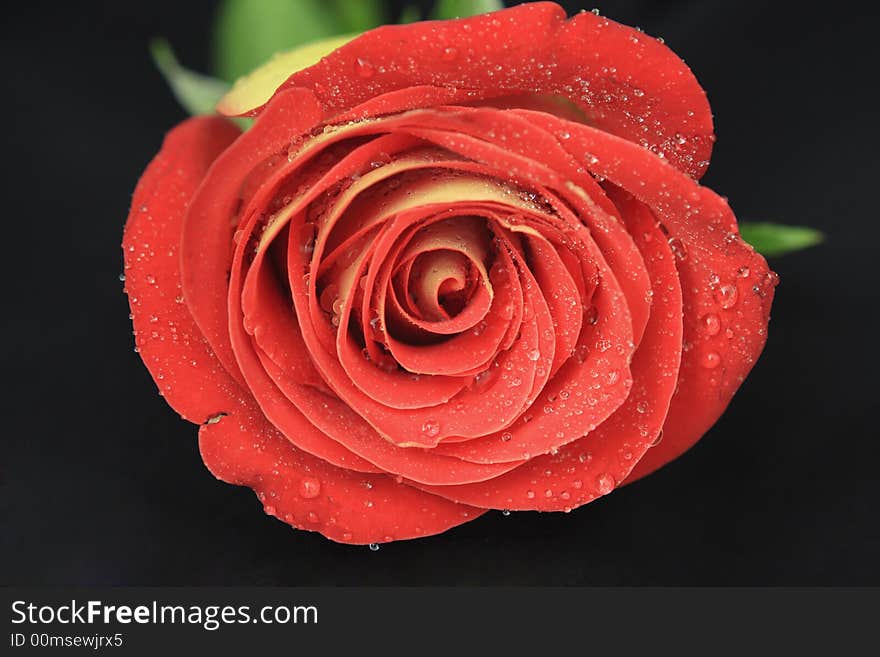 A shot of a red rose.

Camera used: Canon 40D
Lens: Canon EF 24-70mm f/2.8
Filter: None. A shot of a red rose.

Camera used: Canon 40D
Lens: Canon EF 24-70mm f/2.8
Filter: None