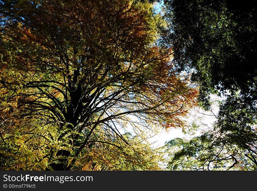 Trees view upwards, fall season