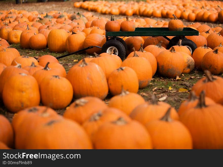 Rows and rows of fresh pumpkins at a farm market, plus a wagon for customer use. Rows and rows of fresh pumpkins at a farm market, plus a wagon for customer use.