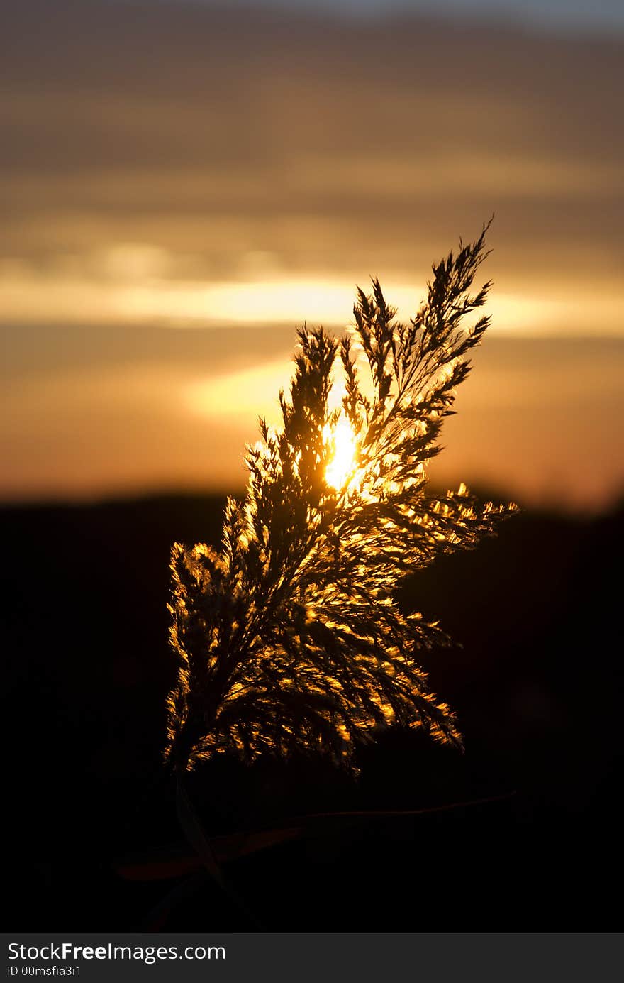 Some autumnal flower backlighed against a sunset. Some autumnal flower backlighed against a sunset