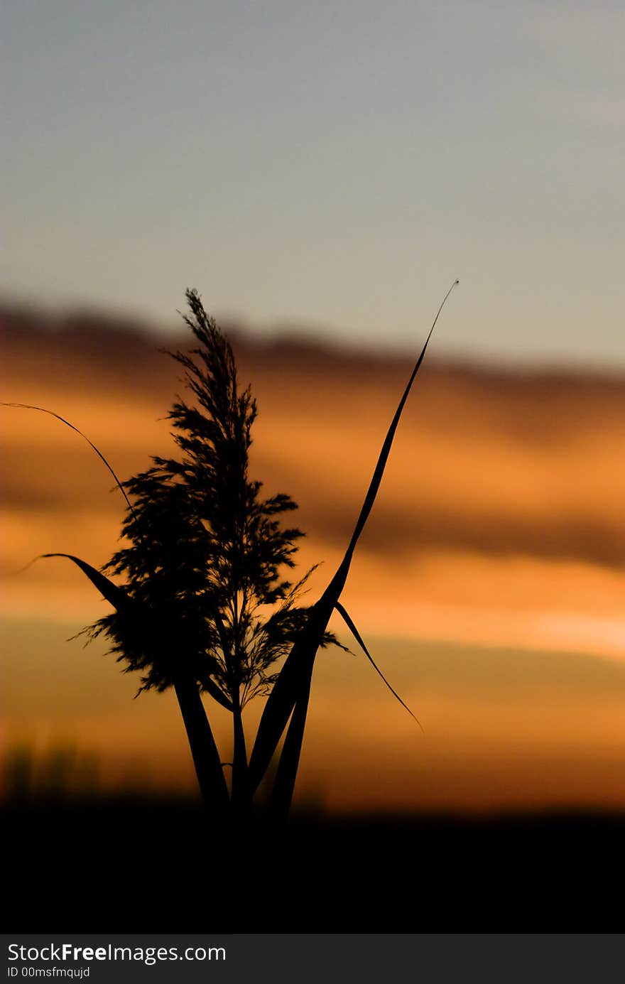 Plants are photographed as silhouette against a great sunset. Plants are photographed as silhouette against a great sunset