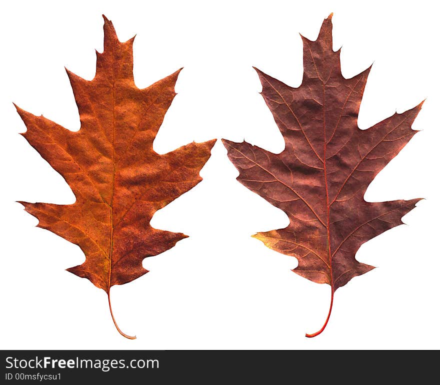 Maple leaves on the isolated white background. Maple leaves on the isolated white background