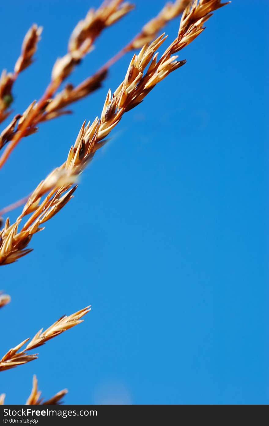 DRY GRASS DRIFTING OVER BLUE SKY