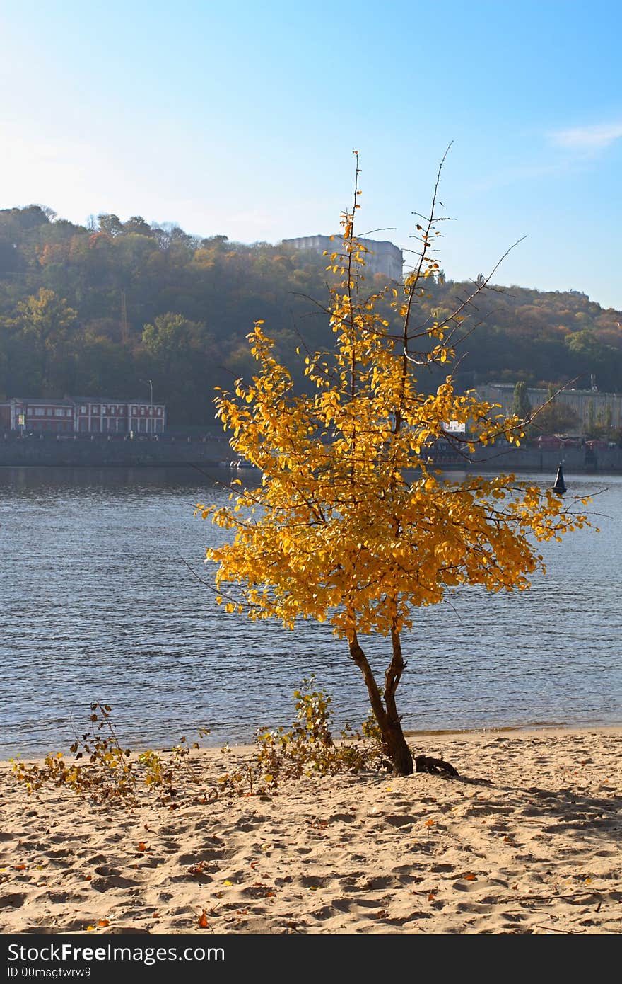 Yellow tree on a background the river and blue sky