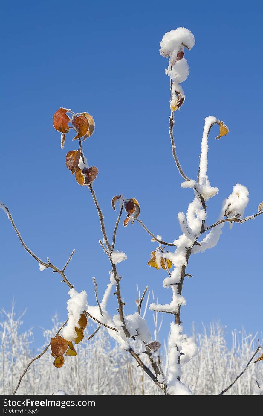 Close-up of leaves with rime