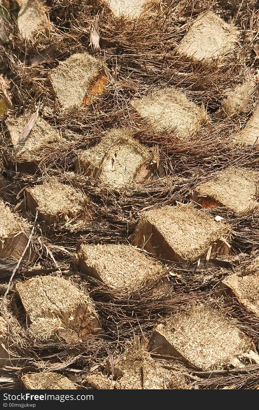 A part of a  trunk of a palm tree with the rests of leaves. A part of a  trunk of a palm tree with the rests of leaves