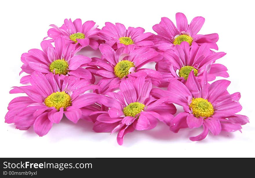 Pretty pink flowers isolated on white. Pretty pink flowers isolated on white.