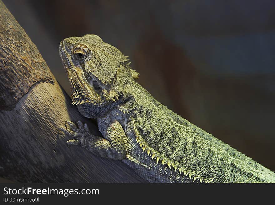 Reptile on a branch closeup