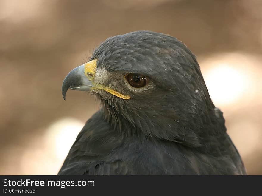 Photo taken at the World Bird Sanctuary near St. Louis, Mo. Photo taken at the World Bird Sanctuary near St. Louis, Mo.