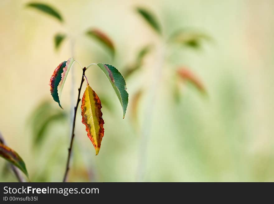 Green leaves background