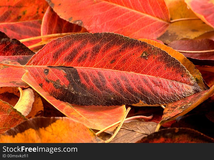 The heap of autumn leaves is photographed close up. The heap of autumn leaves is photographed close up