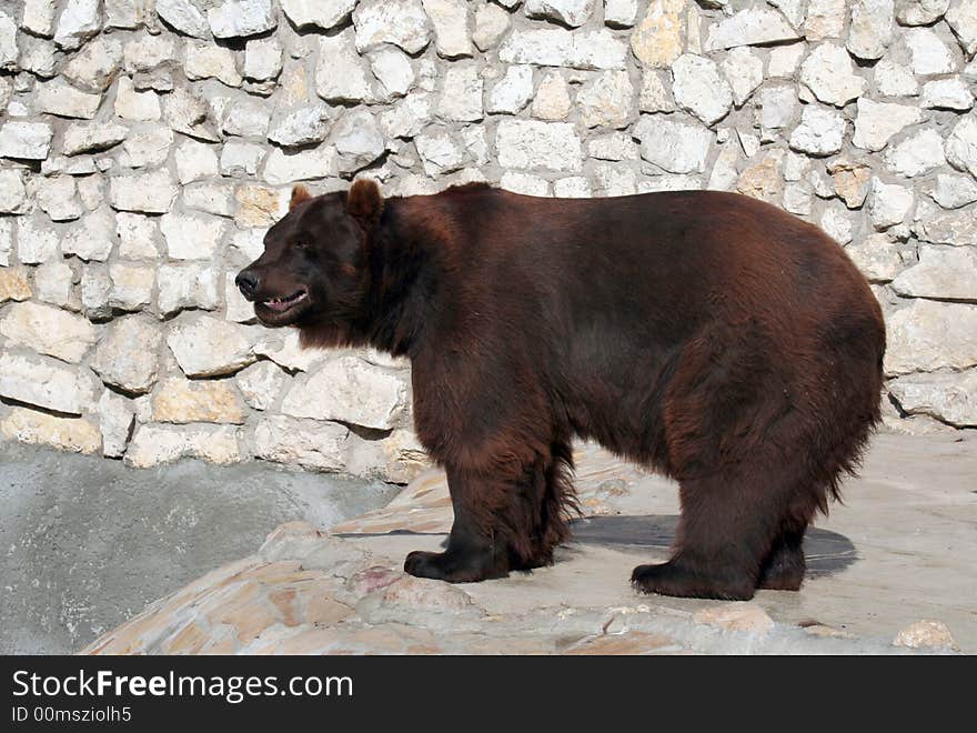 Brown Bear