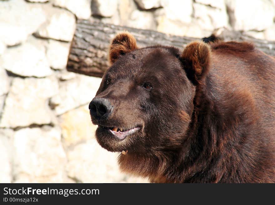 Brown Bear