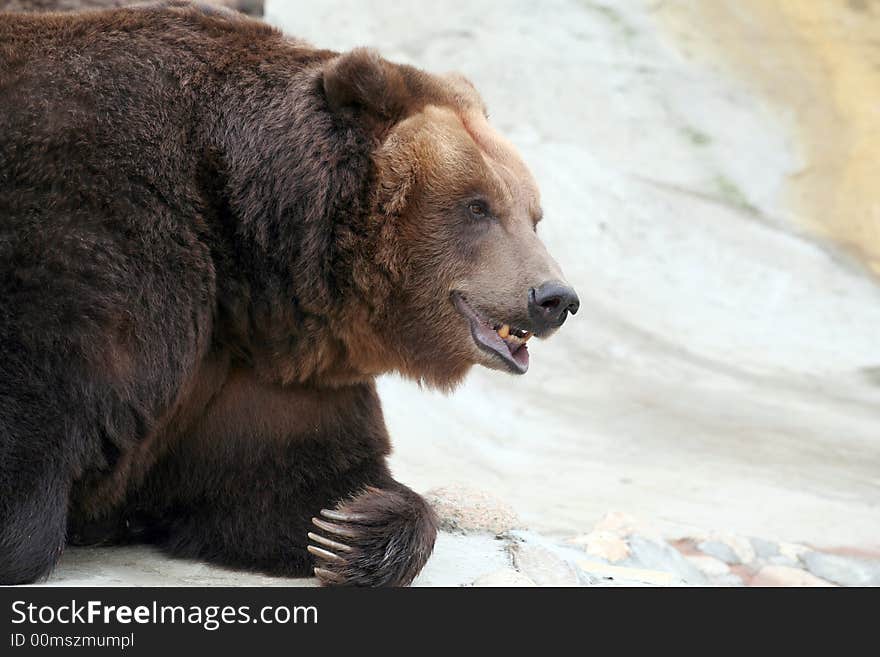 Brown Bear