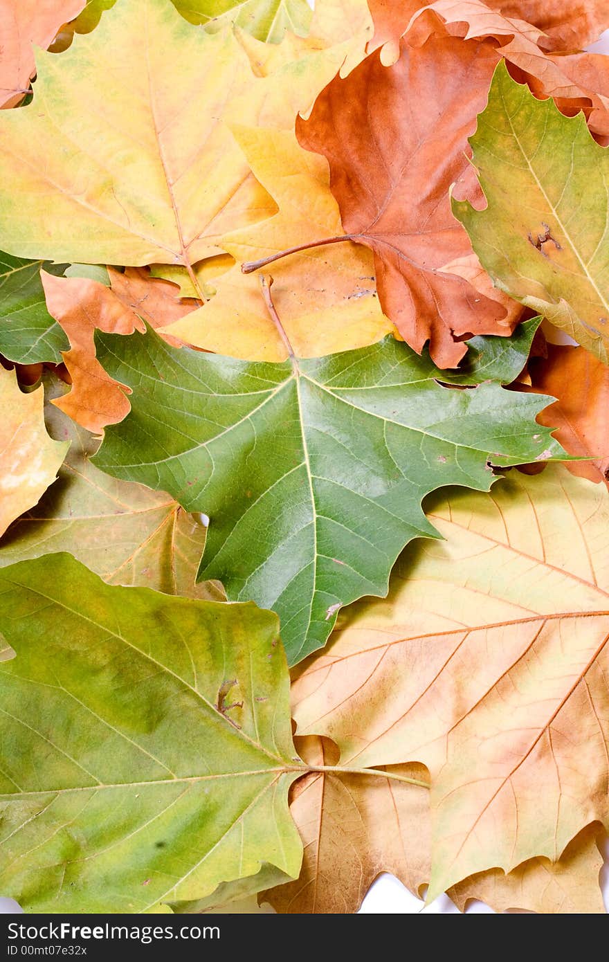 Leaves In Autumn Colors