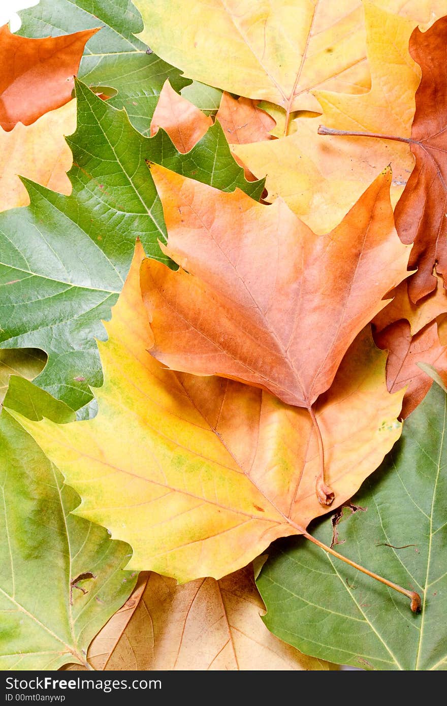 Leaves in autumn colors closeup