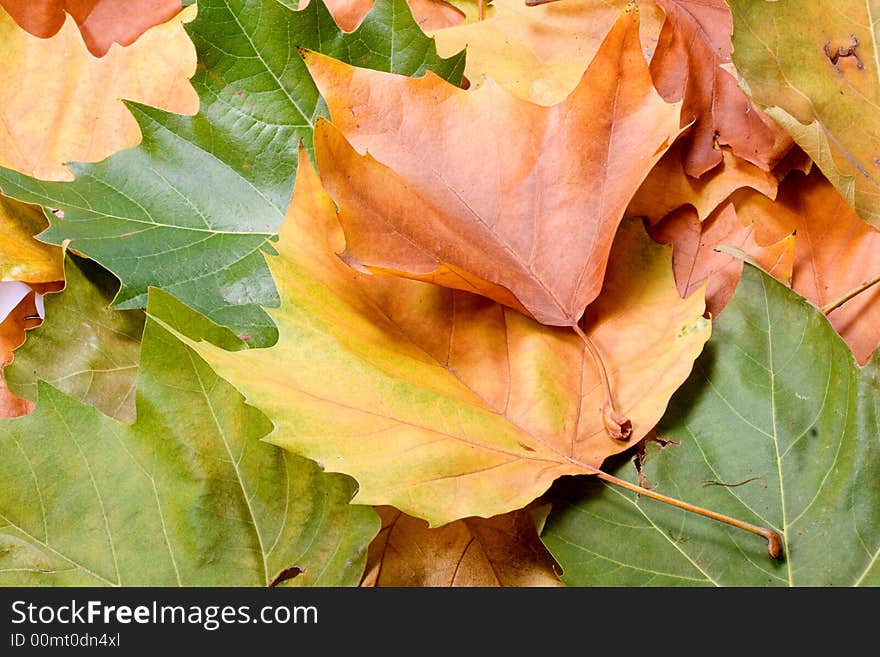 Leaves In Autumn Colors