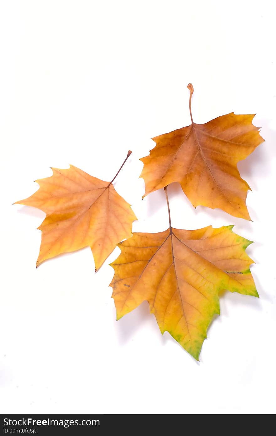 Leaves in autumn colors closeup isolated