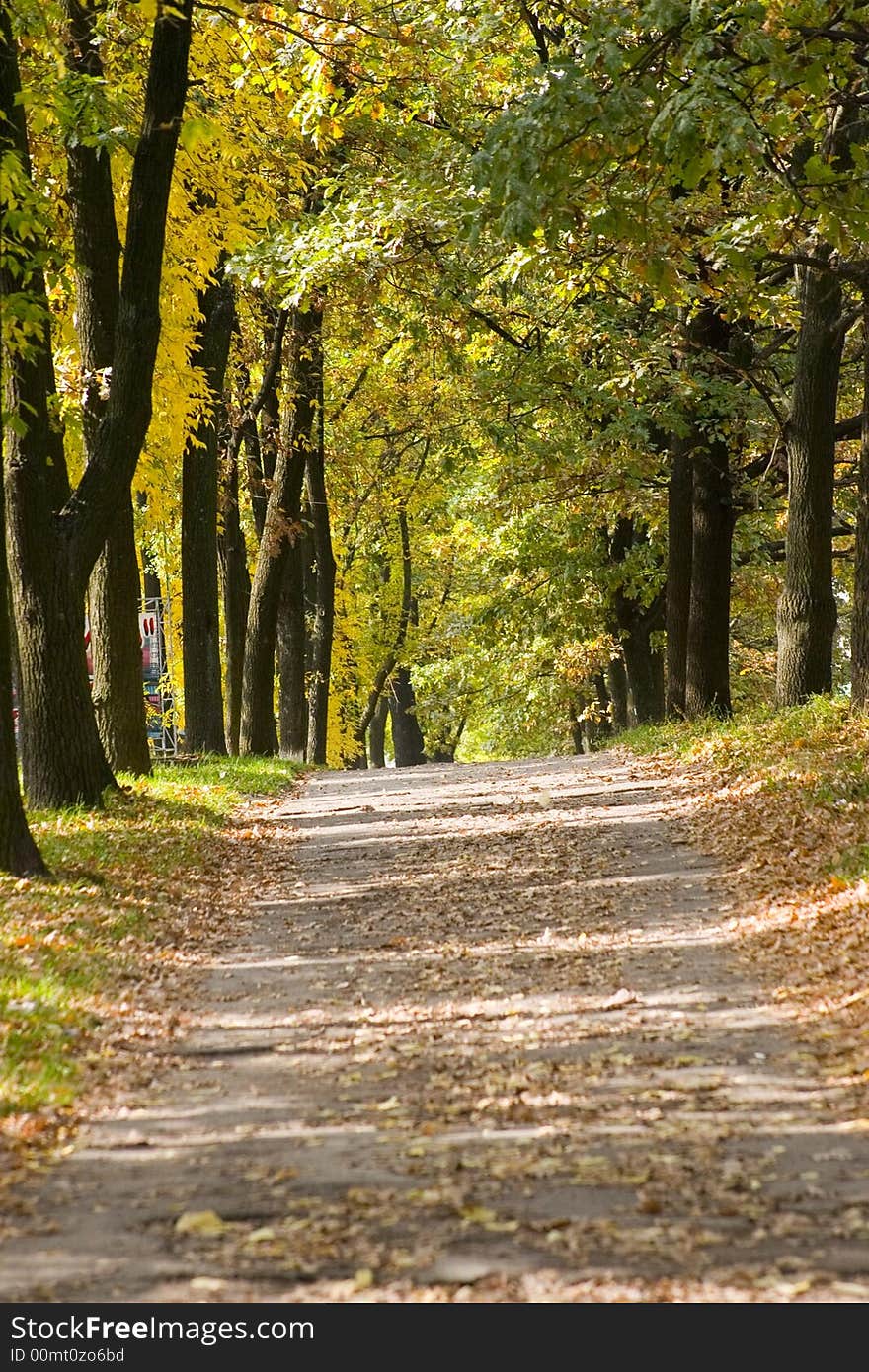 Autumn avenue