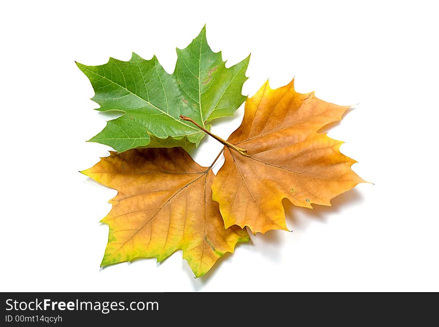 Leaves in autumn colors closeup isolated