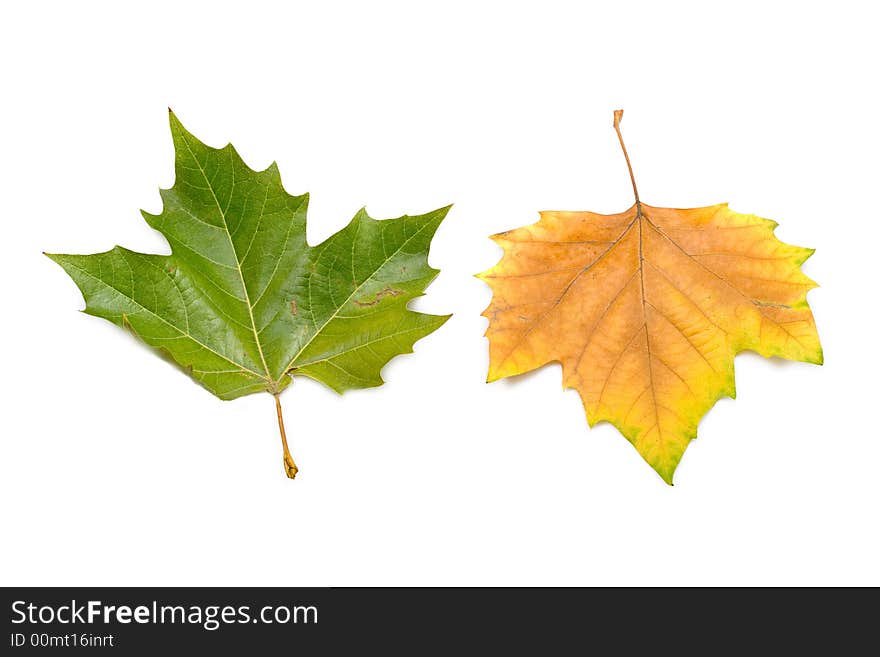 Leaves in autumn colors closeup isolated