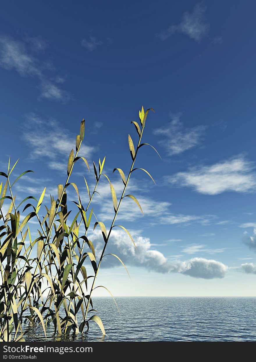 Water plants