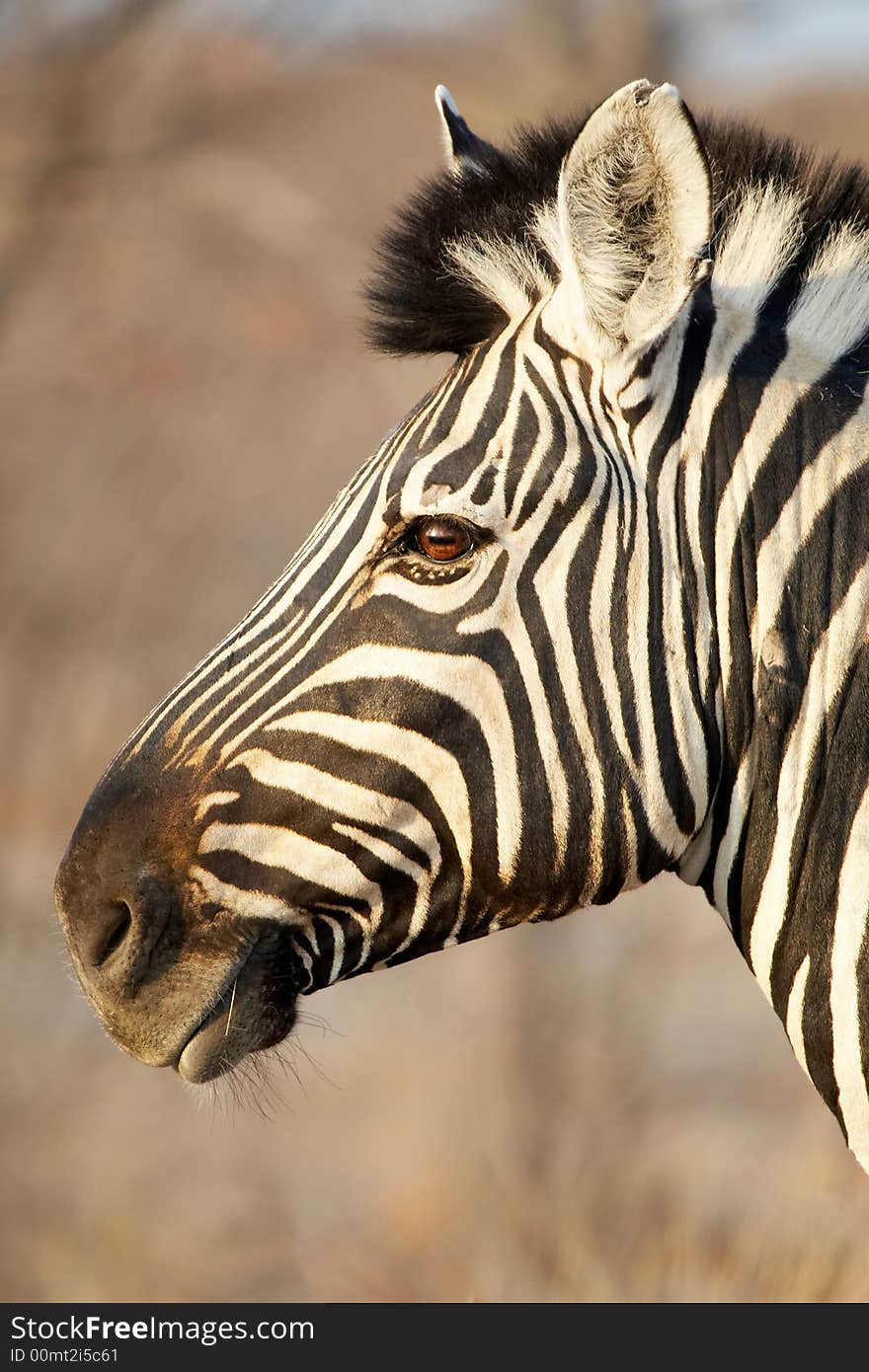 Portrait of an african zebra. Portrait of an african zebra