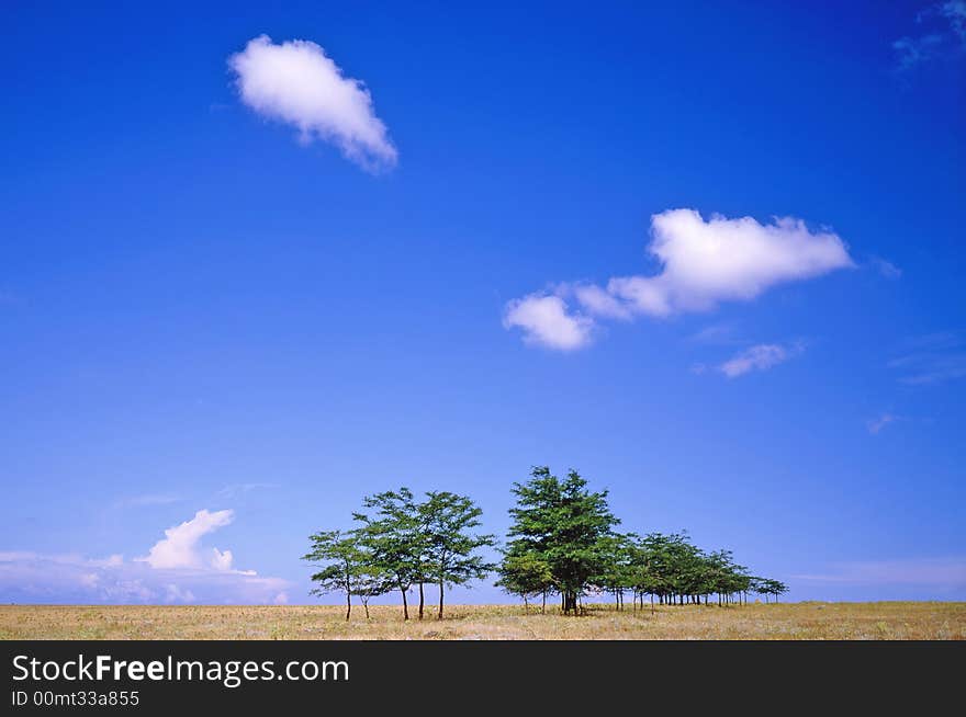 Tree on a background of the sky