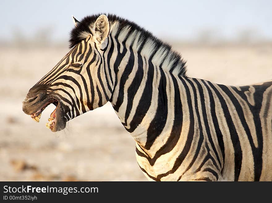 Zebra African smiling in a park. Zebra African smiling in a park