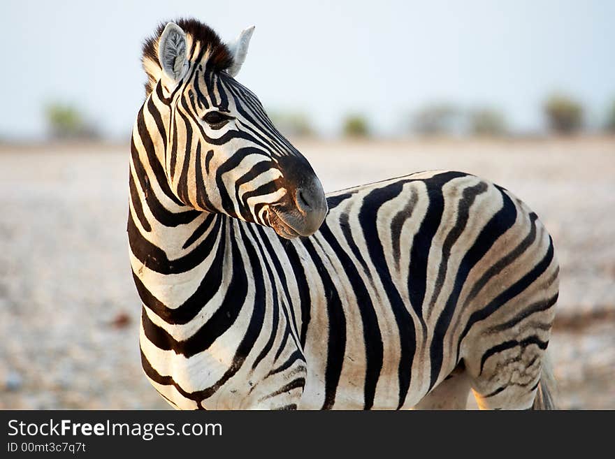 Zebra in a national park African. Zebra in a national park African