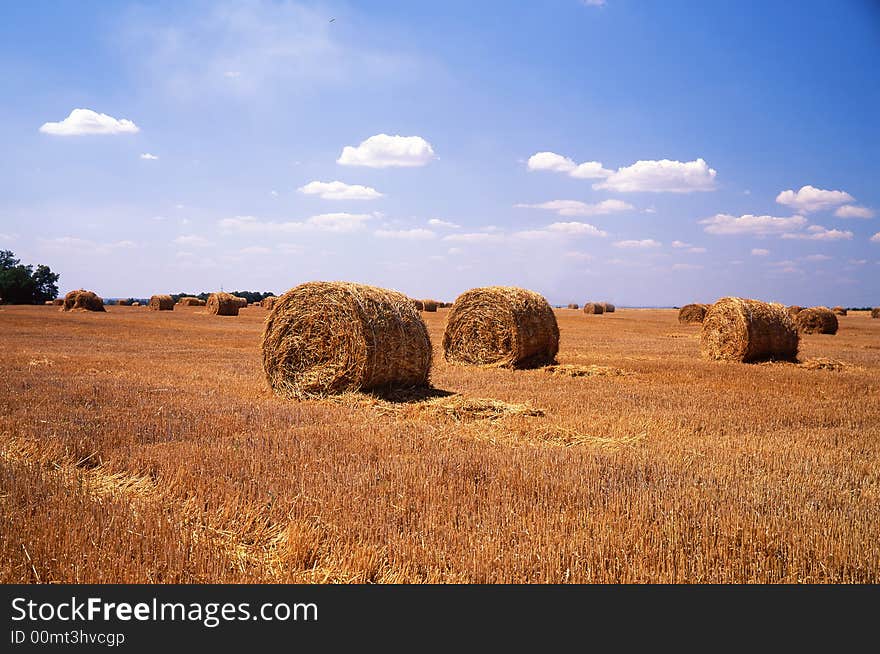 Field on a background of the sky