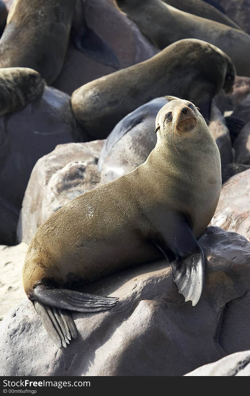 Breeding seals on the beach