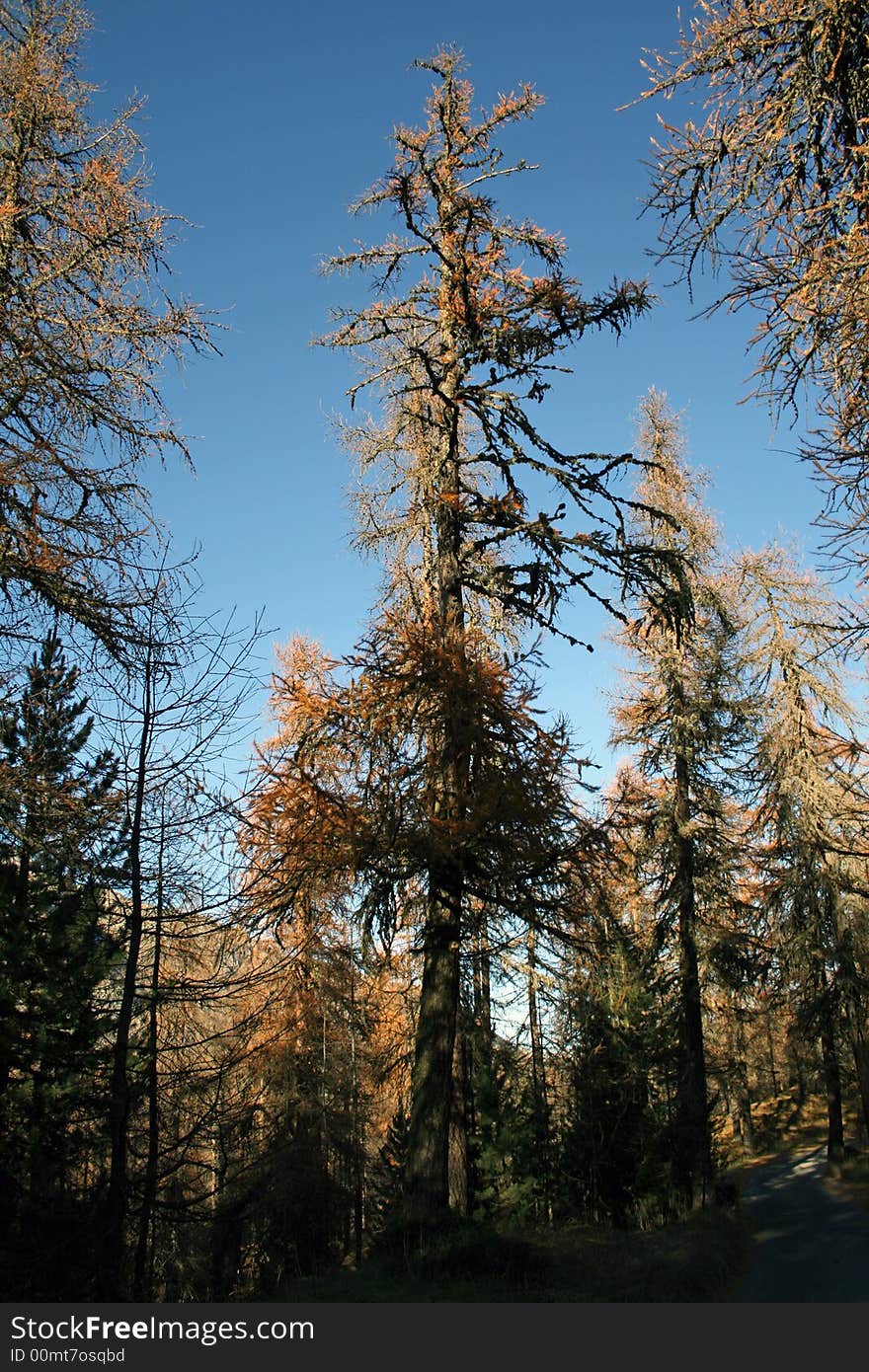 A tree in the forest of St Moritz (Switzerland). A tree in the forest of St Moritz (Switzerland)