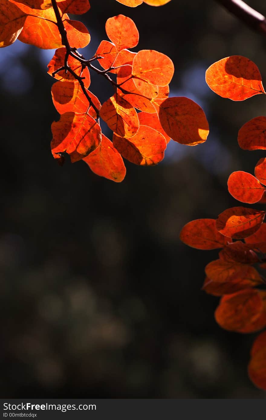 Red leaf