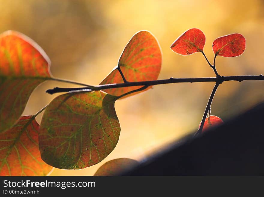 A background of red leaves. A background of red leaves