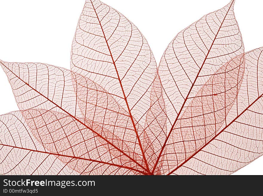 Skeleton Leaves Composition on white background