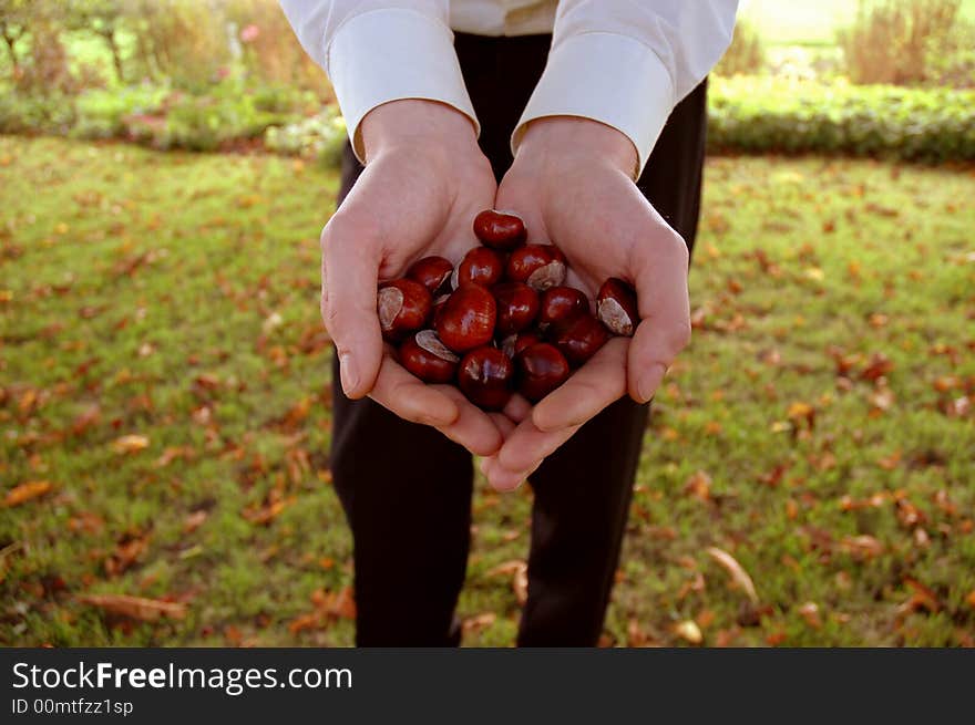 Male hands holding chestnuts