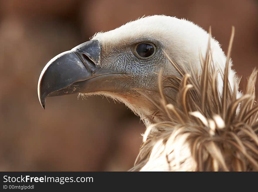 Portrait of a vulture