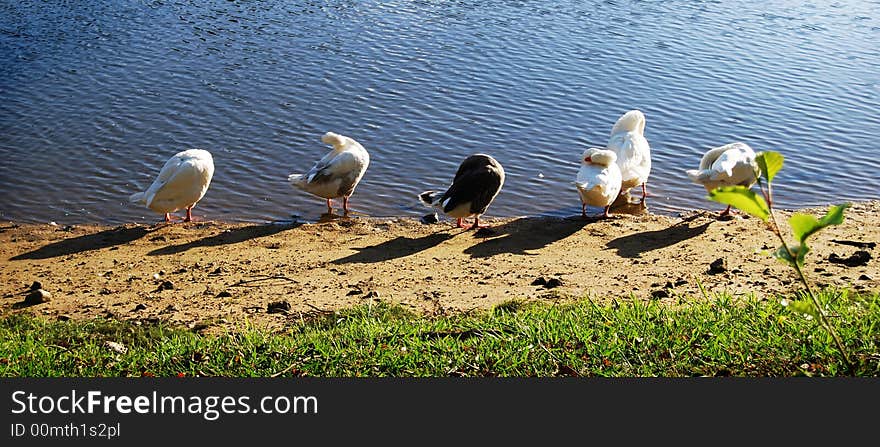 Five ducks into line sleeping. Five ducks into line sleeping