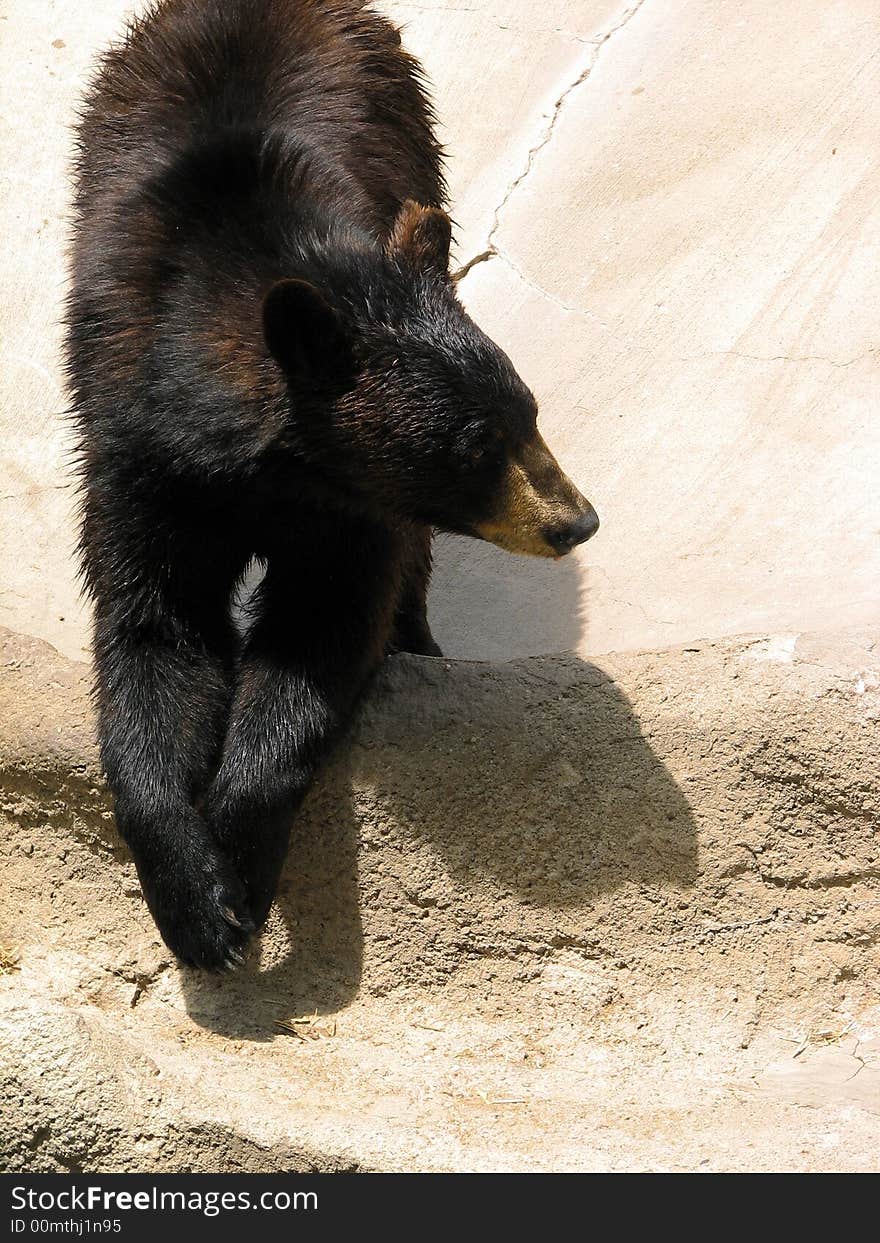 Black Bear