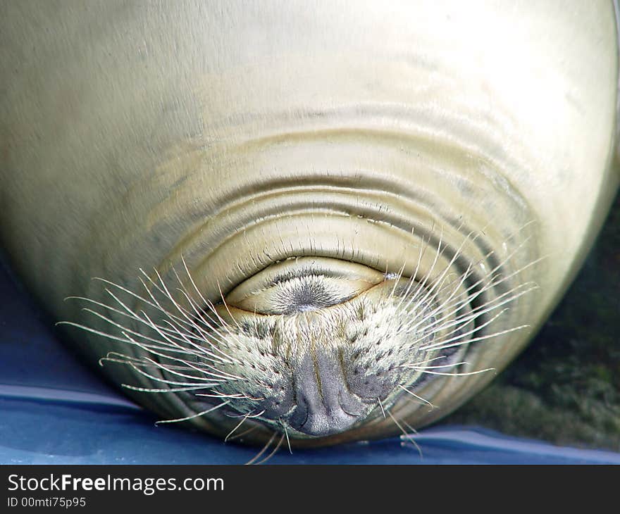 Seal sleeping