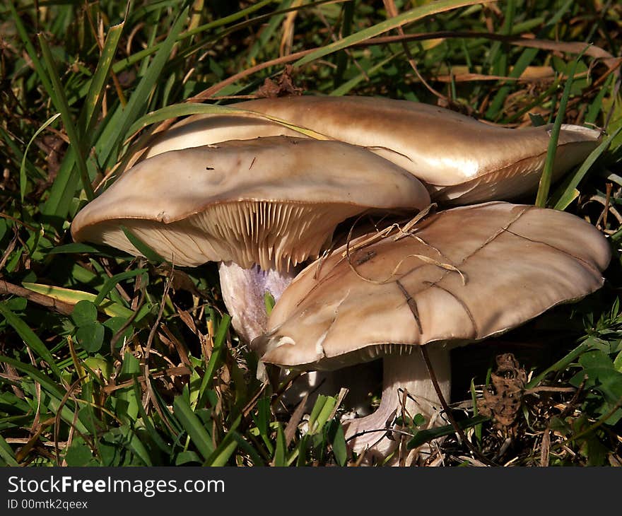 Mushrooms -  Lepista saeva