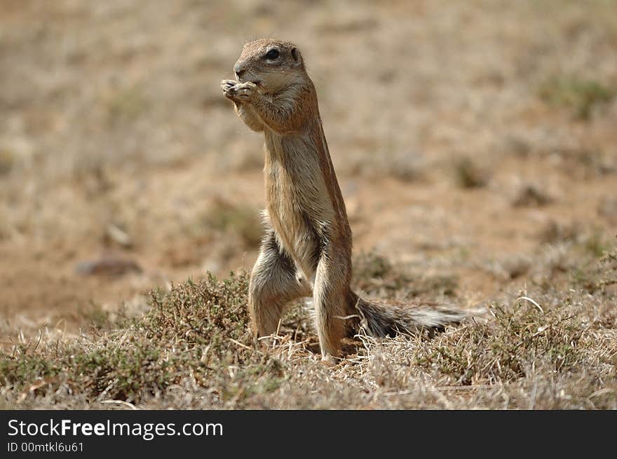 Ground Squirrel