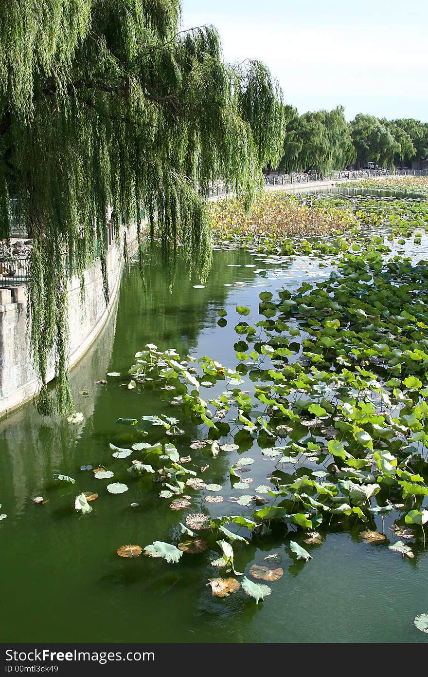 Lake and willows in China park