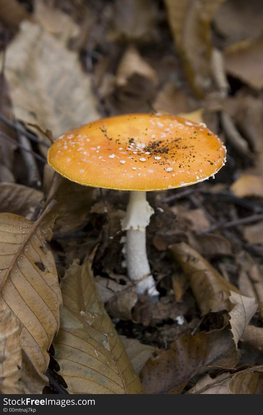 Orange Amanita Muscaria in a wood