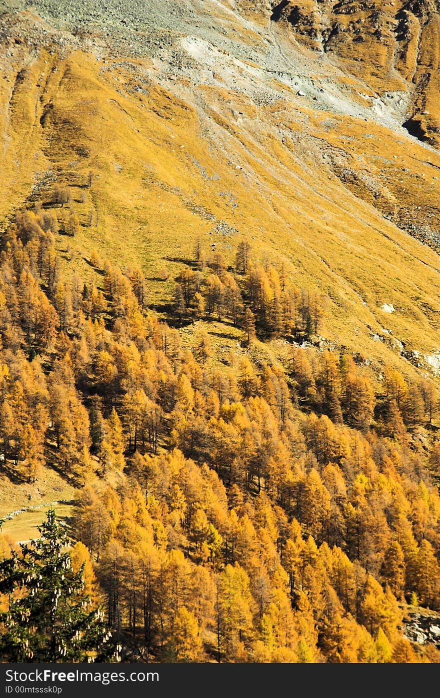 The colors are changing on the Apls (Autumn). The colors are changing on the Apls (Autumn)