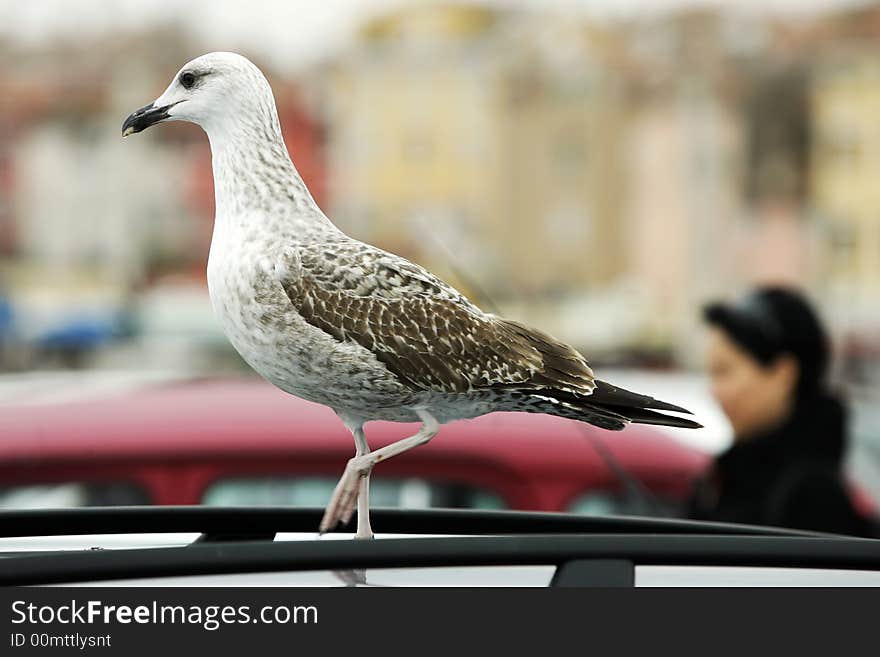 Seagull is resting on the top of the car,travel Europe