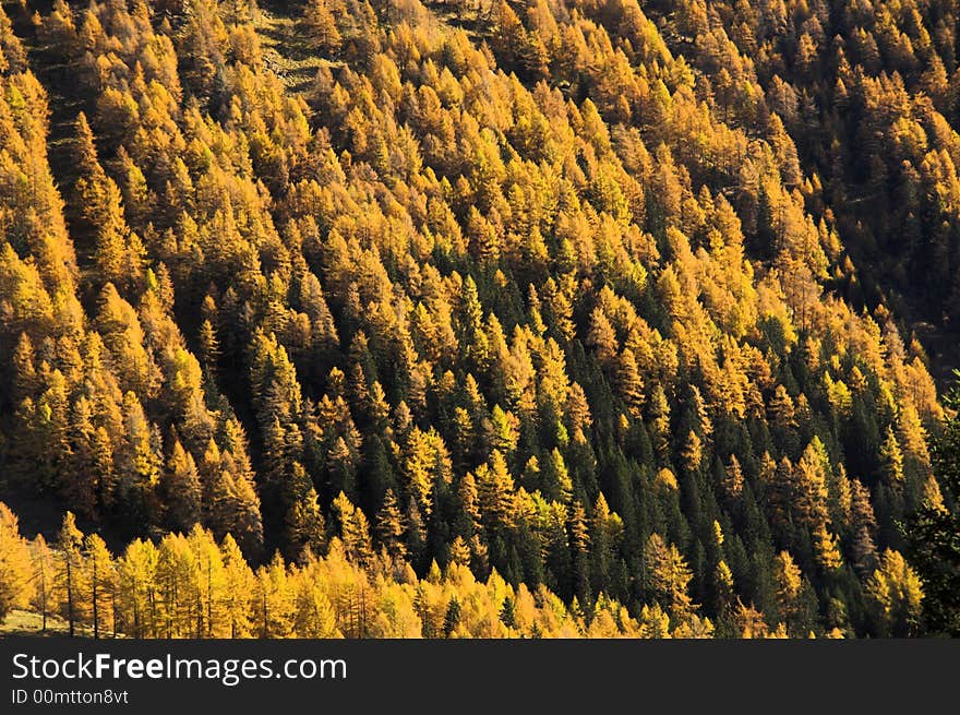 The colors are changing on the Apls (Autumn). The colors are changing on the Apls (Autumn)