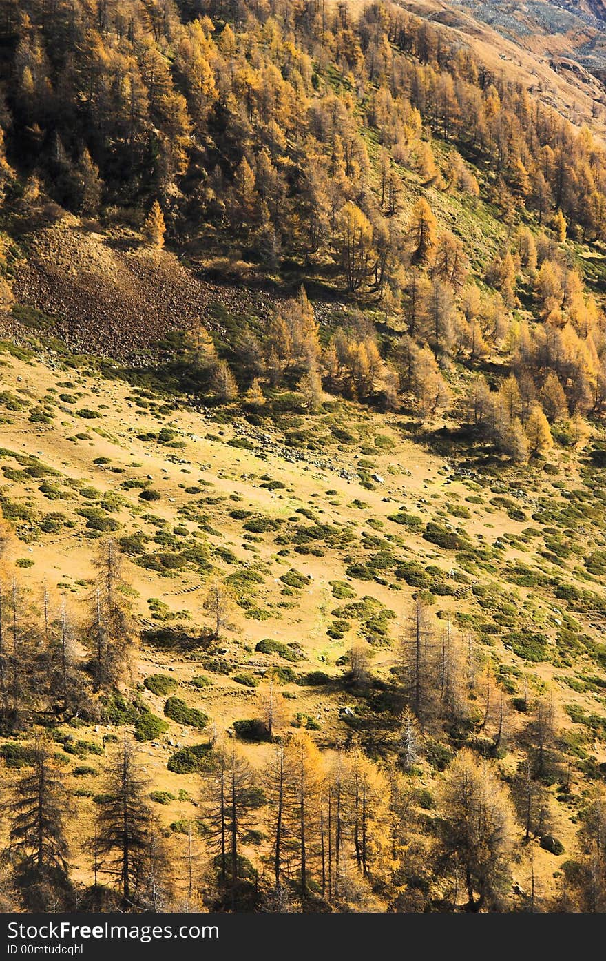 Pine trees in Autumn