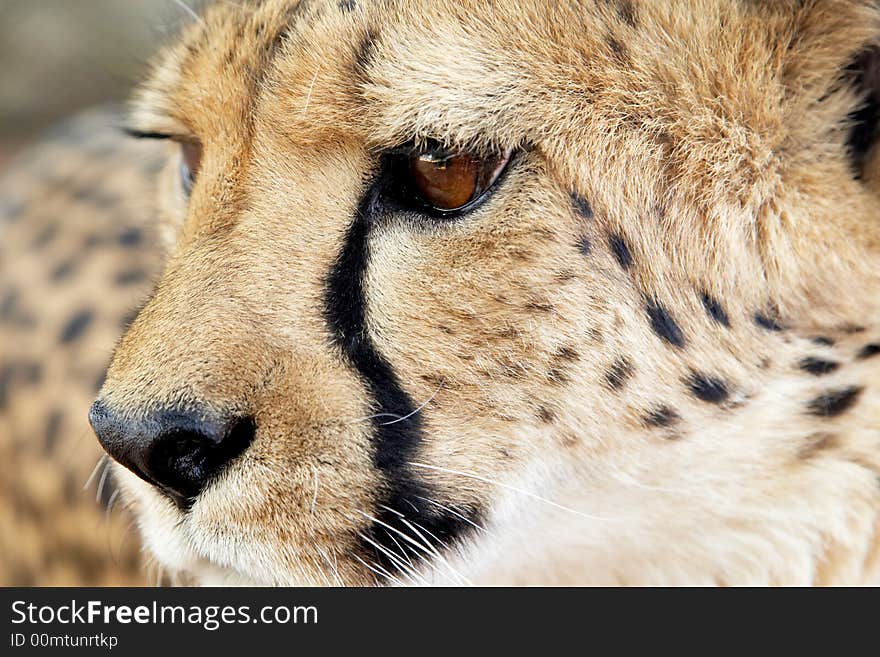 Cheetah portrait IV